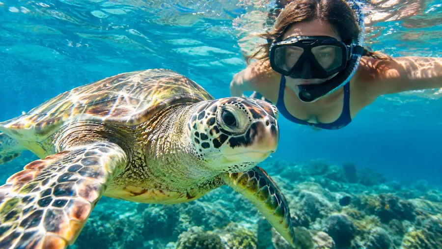 Snorkeling with Turtles in San Juan Best Spots Tours
