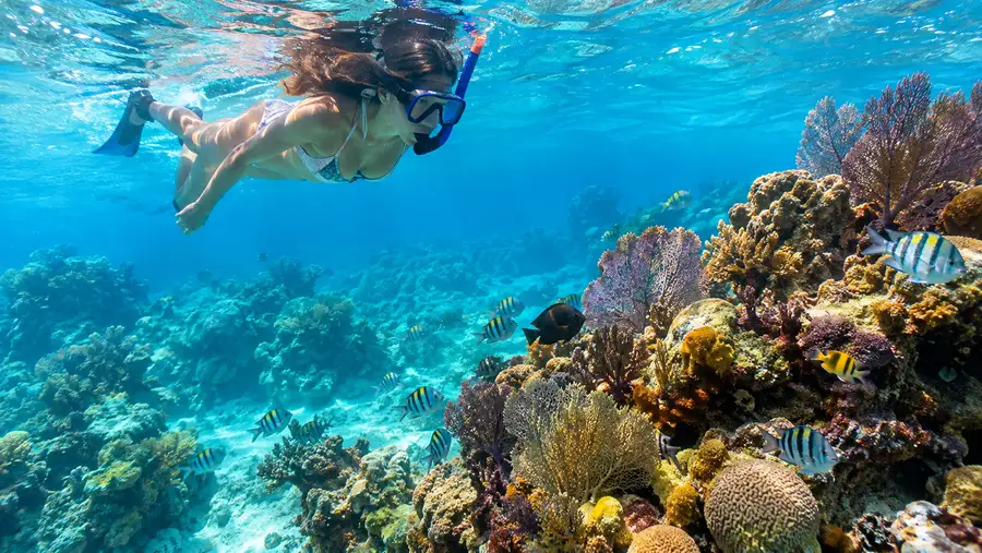 The Reefs of Puerto Rico Beyond San Juan